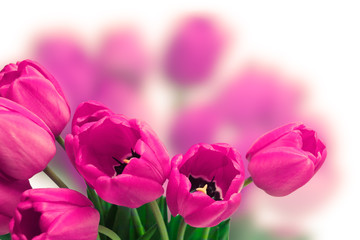 Pink Tulips