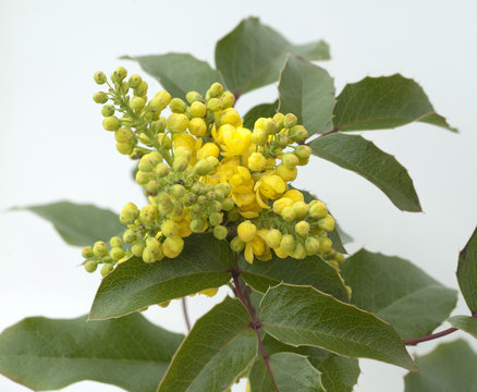 Mahonie; Mahonia, aquifolium;