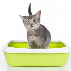 Cat sitting in litter box isolated