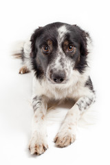 border-collie laying in studio