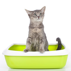Obraz premium Cat sitting in litter box isolated