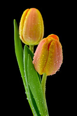 Mokre tulipany na czarnym tle