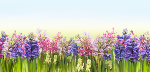 Obraz premium blooming hyacinths flowers against blue sky ,border,banner