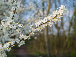 Budding and flowering Amelanchier branches