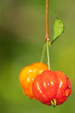 cerise de cayenne, eugenia uniflora