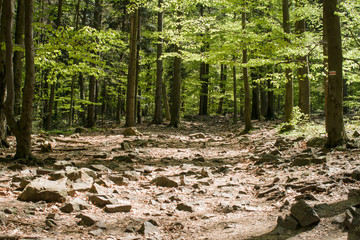 Puszcza bukowa, góry świętokrzyskie © Piotr Szpakowski