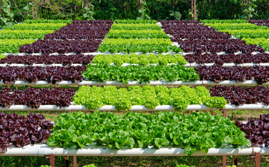 Organic hydroponic vegetable cultivation farm - obrazy, fototapety, plakaty