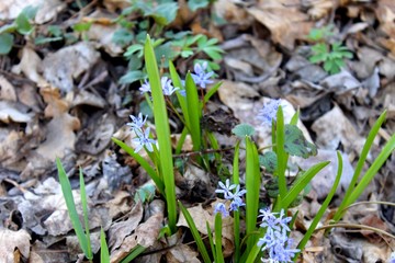 blue snowdrops