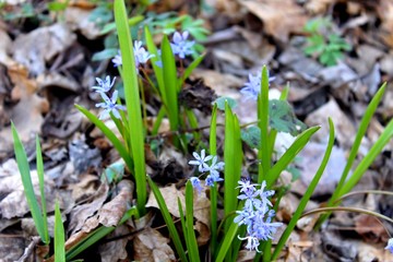 blue snowdrops