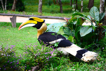 Great hornbill stand on the branch in forest
