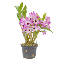 Nobile orchid isolated on white background