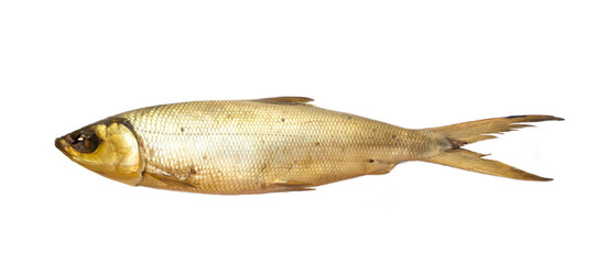 Smoked Baikal cisco