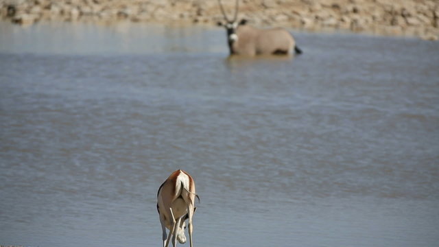 Springbok