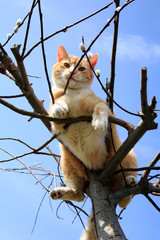 Fototapeta premium Ginger cat sitting on a willow. Spring.
