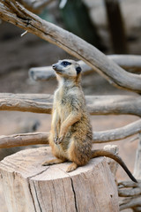 Meerkats (suricate)