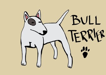 bull terrier © logan81