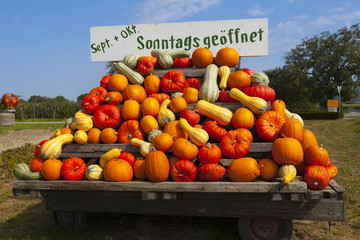 Very many different Colorful pumpkins on a tractor trailer