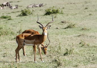 Naklejka na ściany i meble Impalas in the savannah grassland