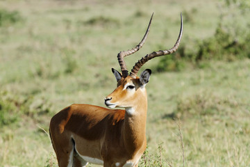 Close view of a beautiful Impala