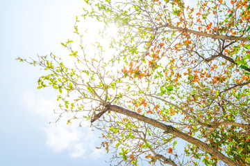 Leaf