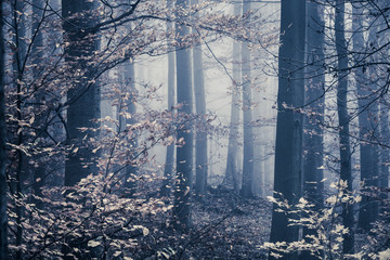 Melancholic foggy forest with leaves in the front