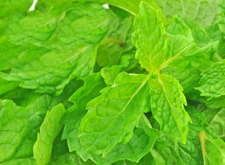 close up fresh leaves of mint