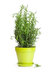 Rosemary in a pot on a white background