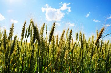 Unseasoned wheat field
