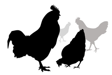 Cock & Hens-vector