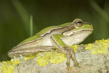 common green toad in natural habitat - close-up / Hyla arborea