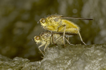 Yellow dung fly mating close-up / Scatophaga stercoraria