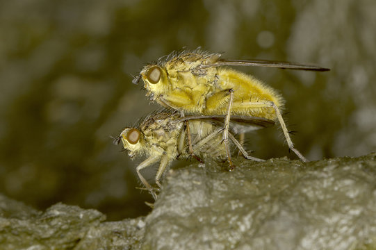 Yellow dung fly mating close-up / Scatophaga stercoraria