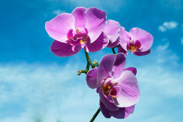 Fototapeta na wymiar Violet Orchid 1
