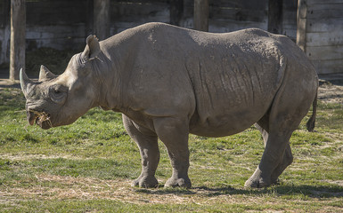 Fototapeta premium Black rhino