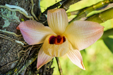 Yellow orchid 2
