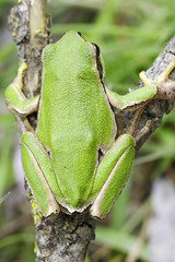 common green toad in natural hanitat - close-up / Hyla arborea
