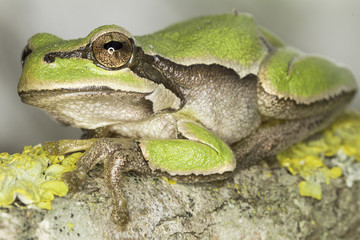 common green toad in natural hanitat - close-up / Hyla arborea