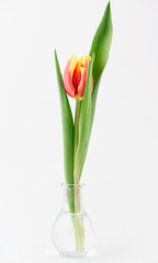 Tulip on vase on white background