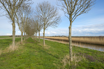 Row of trees along a canal in spring