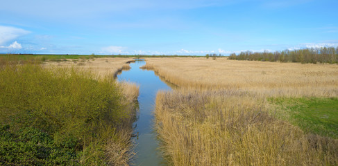 River through a field with reed in spring