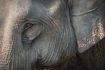 Close-up portrait of an elephant