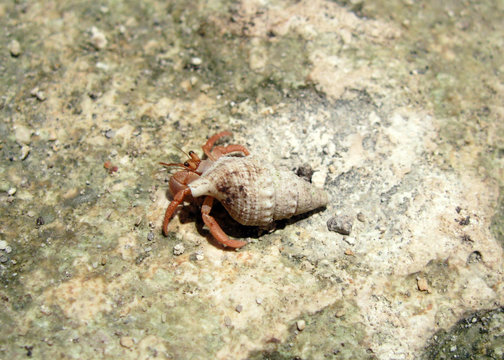 Un cangrejo usa como protección la caparazón de un caracol de mar, Rocha, Uruguay, América del sur.