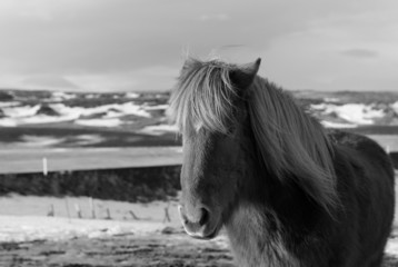 Icelandic Horse