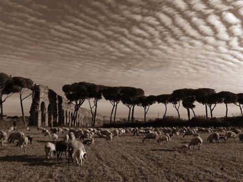 pecore al Parco degli Acquedotti a Roma