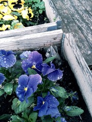 fiori colorati in cassette di legno grezzo