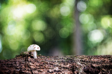 Little World 4