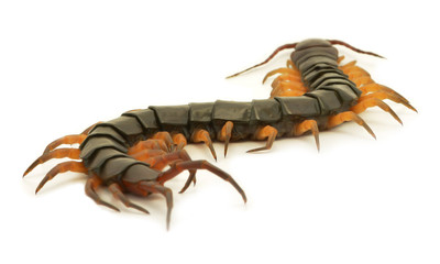 closeup of one brown centipede on white background