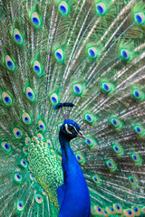 Obraz premium Indian Peafowl