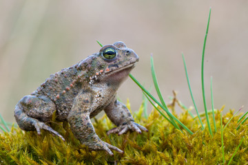 Bufo calamita