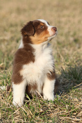 Nice puppy of Australian Shepherd Dog in early spring grass